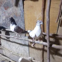 کبوتر