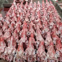 پخش گوشت میلاد