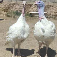 بوقلمون زنده  نژاد بیوتی ۶ ارگانیک گوشتی قرمز
