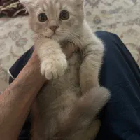 واگزاری بچه گربه اسکاتیش