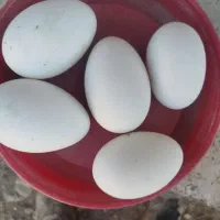 تخم قوغازاکراینی