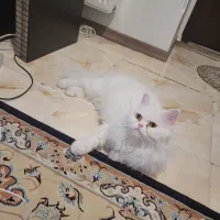 گربه پرشین