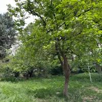 استخدام نیروی خدماتی فضای سبز