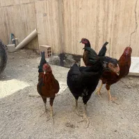 مرغ لاری و جوجه