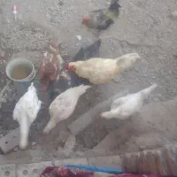 لاری فروش