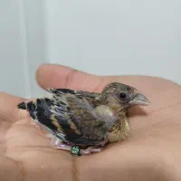 سهره قناری