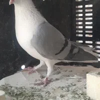 کبوتر نر تنها باب قوطی