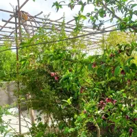 هرس کردن و درختکاری
