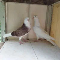 ۳عدد جوجه کفتر پرش سنگین