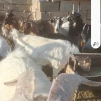 کهره چاق کشتی کره بره