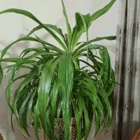 سوسن عنکبوتی