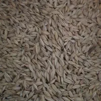 جو محلی