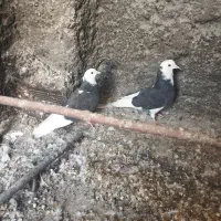 شازده سیاه