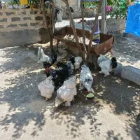 4 تا خروس  پاپر و 5 مرغ پاپر درجه یک