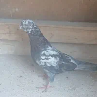 کفتر تهرونی