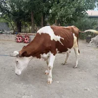 مونت بیلیارد درجه یک