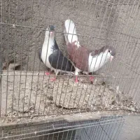 کبوتر سیاه پشت و زاغ و دمبی توافقی