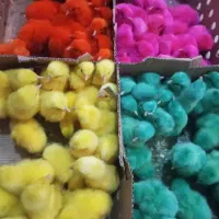 .جوجه رنگی .