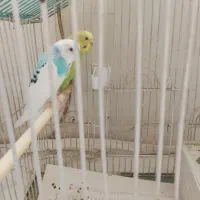 یه عدد سهره تو لکی با یه جفت مرغ عشق