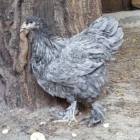 نیمچه برهما بینظیر ۴ماهه