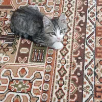 واگذاری بچه گربه