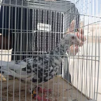 سار‌گرفتی