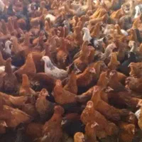 جوجه مرغ و خروس