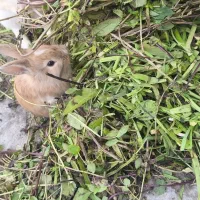 بچه خرگوش پشمالو