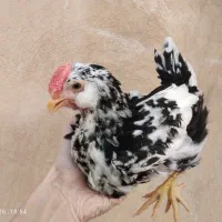 جوجه خروس نیمچه گلین اصیل