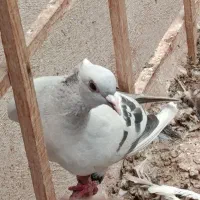 6عدد کفتر کاکل بسر قره کرمونی و مرغ تخم گذار خانگی