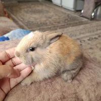 خرگوش های خانگی