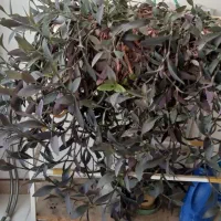 یک عدد گل برگ بیدی بزرگ