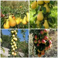 نهال های پربار اصلاح شده|خدمات باغبانی و درختکاری|ساری, |دیوار