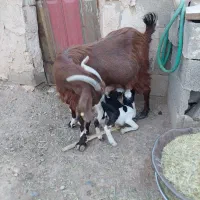 بز پاکستان وبزغاله گلابی