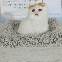 گربه خوابیده
