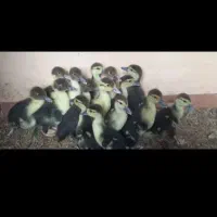 جوجه اردک اسراییلی