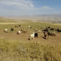 20 عدد بز دو دندان