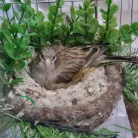 قناری جفت کارداده