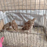 سهره خاکی معاوضه و فروش
