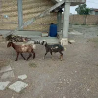 دو عدد بره نر