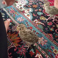 جوجه آمریکایی