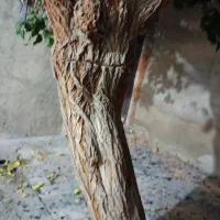 درخت