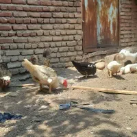تعدادی مرغ زینتی  اوردک  غاز