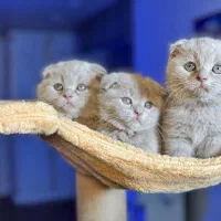 اسکاتیش های خرسی|گربه|تهران, اختیاریه|دیوار