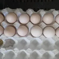 تخم مرغ لاری اوشامو نطفه دار اصل