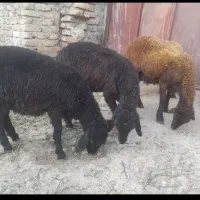 گوسفند