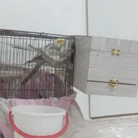 عروس هلندی مولد