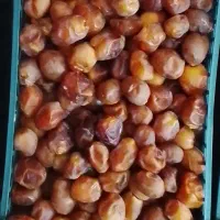 رطب تازه برحی خوزستان