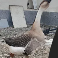 قوغاز نر