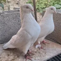 کبوتر سفید اراکی